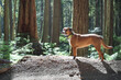Backlit dog in forest with gps or shock collar and bear bell. Cute dog standing in rainforest, while smelling or looking at something. Forest safety for dogs. Female Harrier mix. Selective focus.