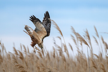 Rohrweihe auf der Jagd im Schiff am Neusiedler See (Circus aeruginosus) Greifvogel aus der Familie der Habichtartigen (Accipitridae)