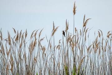Naklejka na meble Drosselrohrsänger (Acrocephalus arundinaceus) sitzt im Schilf am Neusiedler See 