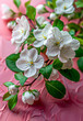 White flowers of apple tree on a pink background. Spring concept.