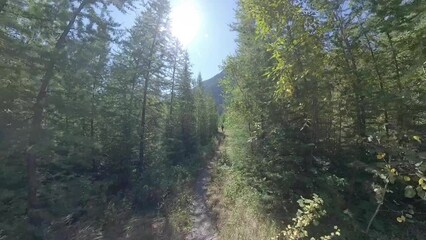 Poster - Open Trail through Pine Trees Heading toward Upper Kintla Lake