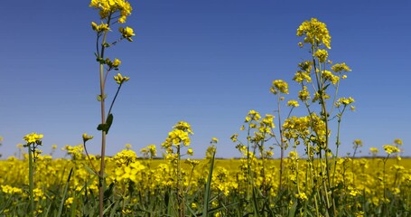 Wall Mural - rapeseed blooming in a field with yellow flowers, rapeseed plantation during flowering against a blue sky background