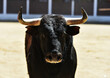 big bull with big horns in a traditional spectacle of bullfight in spain