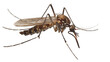 © Bird Visual - Macro photography of a mosquito on white background