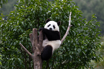 Wall Mural - close up giant panda , shenshuping, wolong panda base , china