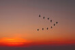 © Volodymyr - Migratory birds flying in the shape of v on the cloudy sunset sky. Sky and clouds with effect of pastel colored.