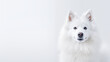 © MuhammadMuneeb - white dog looking towards camera on white background right side