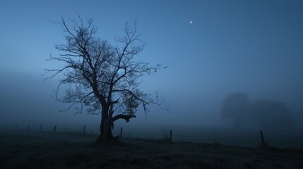 A large tree with a lot of branches is in a foggy forest