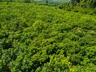 Wall Mural - Aerial view Drone camera rainforest trees ecology with healthy environment concept and summer background