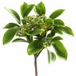 Green leaves and buds against a white background