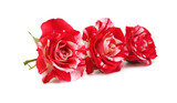 Fototapeta  - Colorful rose flowers isolated on white background