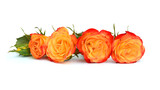 Fototapeta  - Colorful rose flowers isolated on white background