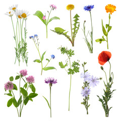 Wall Mural - Many different meadow flowers isolated on white, set