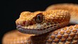 Visualize a rattlesnake in a striking pose, on a pure black background, with a horizontal layout for banner use and copy space