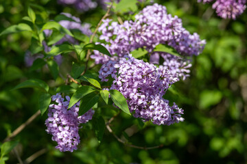 Wall Mural - Full frame macro abstract texture background of lavender color flower blossoms on a Chinese lilac bush (syringa chinensis)

