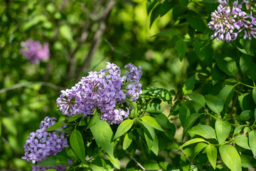 Wall Mural - Full frame macro abstract texture background of lavender color flower blossoms on a Chinese lilac bush (syringa chinensis)