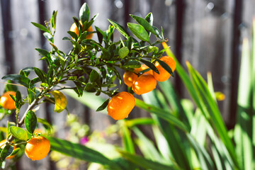 mandarin orange tree in white pot outdoor, beautiful backyard, mediterranean look