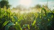 © Kasorn - A field of corn plants growing tall and green.