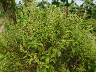Naklejka na meble Basil Ocimum tenuiflorum Plots Family: Lamiaceae. Superior species: Genus Basil - Basil Species: O. tenuiflorum Class: Species Category: Magnoliophyta