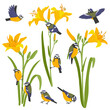 yellow daylily blue tit birds, vector drawing flowers and birds at white background, hand drawn botanical illustration