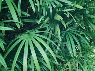 Beautiful of green tropical leaves