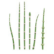 rough horsetail, vector drawing wild plants at white background, set of floral elements, Equisetum hyemale, snake grass, hand drawn botanical illustration