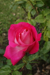 pink rose in garden