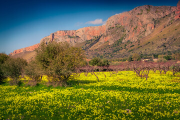 Beautiful spring scenery. Amazing morning view of apple trees garden with red cliff on background. Colorful outdoor scene of Milazzo cape, Sicily, Italy. Beauty of countryside concept background.