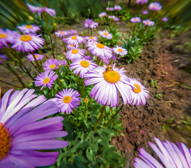 Poster - Bee on lilac chamomile flowers in botanical garden. Adorable summer view of Asteraceae family plants - Daisies, Dox-eye, Common daisy, Dog daisy, Moon daisy. Anamorphic macro photography.