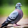 ice pigeon a breed of rock pigeon columba livia,horizontal, no people, photography, uk, beak, color image,generate ai