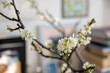 Branches of blossoming plum in a vase in the interior