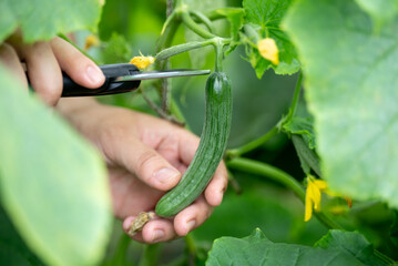 Poster - harvesting cucumber