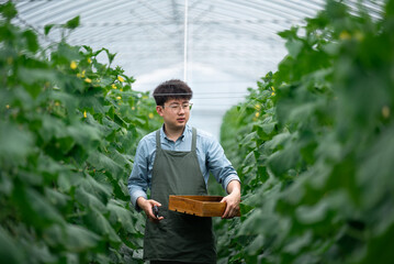 people harvesting vegetable in garden