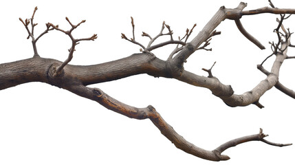 Wall Mural - Natural tree branch isolated on white background