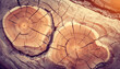 brown rock structure with cracks and tree rings
