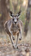 Wall Mural - Dynamic composition capturing the agility of a Western Grey Kangaroo as it navigates through the bushland, its lithe movements a testament to the resilience of Australian wildlife.