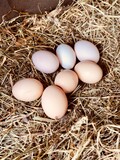Fototapeta Koty - Chicken eggs in a straw nest