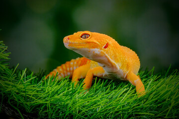 Wall Mural - gecko on a green leaf