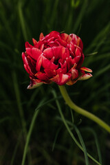 Wall Mural - Close up of red double tulip blooming in backyard garden