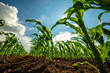 Vibrant green corn plants growing in rich soil under a blue sky with fluffy clouds