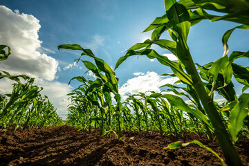 Wall Mural - Vibrant green corn plants growing in rich soil under a blue sky with fluffy clouds