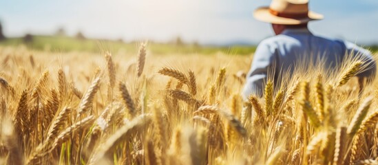 Sticker - A farmer closely inspects the crop in a barley field during the summer with the image providing ample copy space