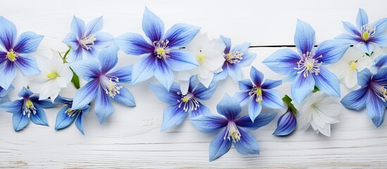 Aufkleber - A top down view of blue columbine flowers set against a white wooden background providing ample copy space for additional content