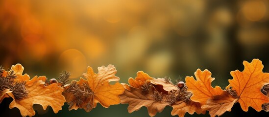 Fototapete - Image background featuring a copy space with oak leaves