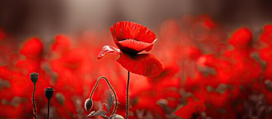 Canvas Print - A vibrant red poppy with copy space image