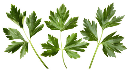 Wall Mural - Set of lovage leaves, featuring their large, dark green leaves with a strong celery-like flavor, popular in soups and stews,
