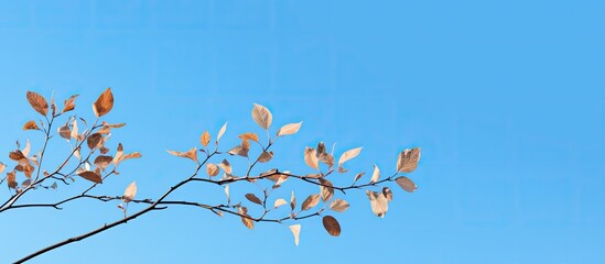 Leinwandbilder - Copy space image of a branch adorned with leaves against a backdrop of a clear blue sky