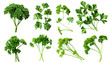 © MDNANNU - Set of parsley leaves, displaying their vibrant green, curly or flat varieties widely used as a garnish and flavoring herb