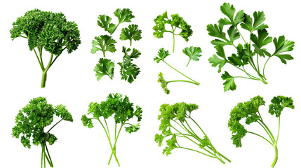 Wall Mural - Set of parsley leaves, displaying their vibrant green, curly or flat varieties widely used as a garnish and flavoring herb