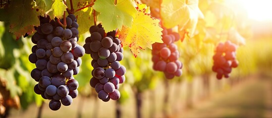 Poster - Image of wine grapes hanging on a cordon in a vineyard ready for harvest with copy space